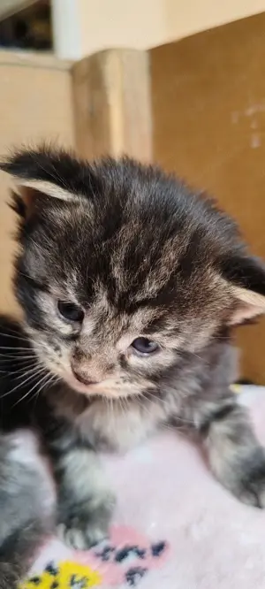 Main Coon kicsik  - kép 11