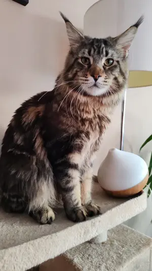 Main Coon kicsik  - kép 8