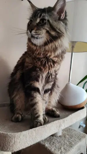Main Coon kicsik  - kép 12