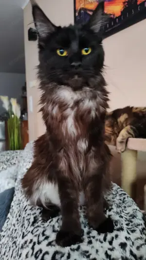 Main Coon kicsik  - kép 13