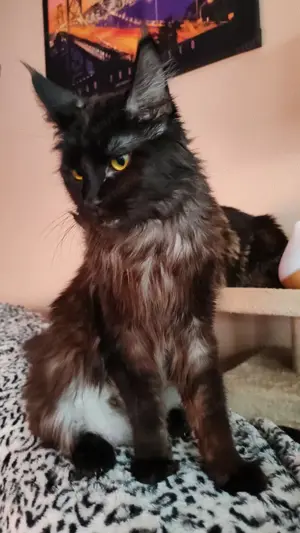 Main Coon kicsik  - kép 14