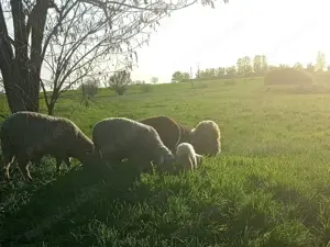 Jelöletlen tokjók eladók!