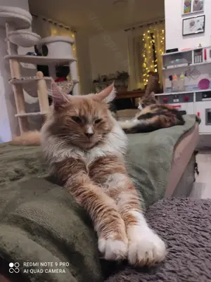 Maine coon cica 