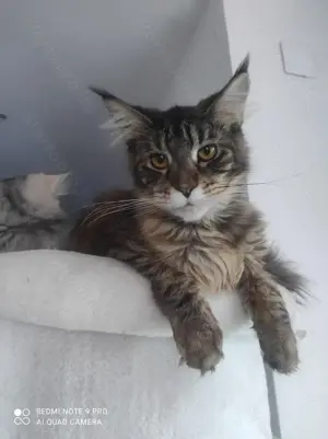Maine coon cica  - kép 2