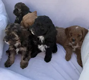 Cavapoo kiskutyák eladók