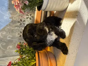 Cavapoo kiskutyák eladók - kép 2