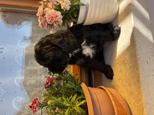 Cavapoo kiskutyák eladók - kép 6