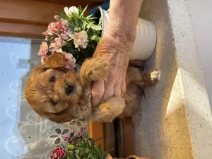 Cavapoo kiskutyák eladók - kép 3