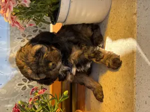 Cavapoo kiskutyák eladók - kép 5