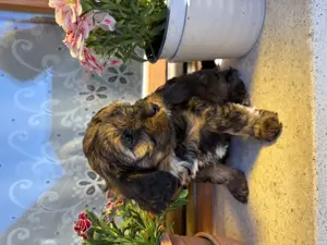 Cavapoo kiskutyák eladók - kép 4