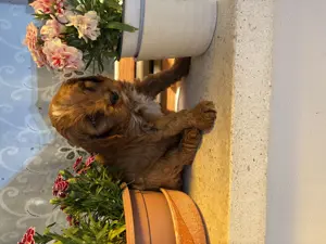 Cavapoo kiskutyák eladók - kép 7