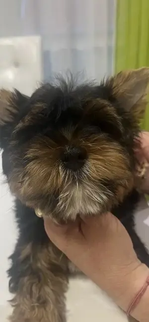 Yorkshire terrier kiskutyák 