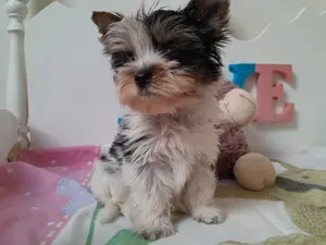 Gyönyörű szép mini Biewer Yorkshire terrier kisfiú (yorki) - kép 2