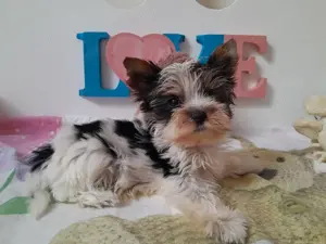 Gyönyörű szép mini Biewer Yorkshire terrier kisfiú (yorki) - kép 3