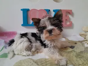 Gyönyörű szép mini Biewer Yorkshire terrier kisfiú (yorki) - kép 5