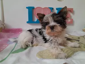Gyönyörű szép mini Biewer Yorkshire terrier kisfiú (yorki) - kép 4