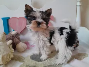 Gyönyörű szép mini Biewer Yorkshire terrier kisfiú (yorki)
