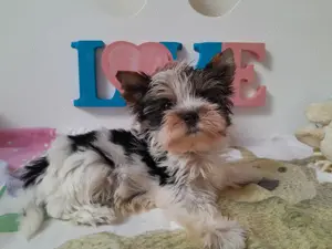 Gyönyörű szép mini Biewer Yorkshire terrier kisfiú (yorki) - kép 6