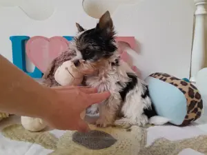 Gyönyörű szép mini Biewer Yorkshire terrier kisfiú (yorki) - kép 9