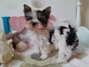 Gyönyörű szép mini Biewer Yorkshire terrier kisfiú (yorki) - kép 10