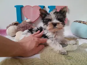 Gyönyörű szép mini Biewer Yorkshire terrier kisfiú (yorki) - kép 8