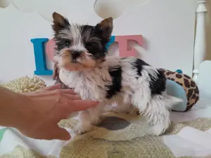 Gyönyörű szép mini Biewer Yorkshire terrier kisfiú (yorki) - kép 7