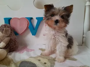 Gyönyörű szép Blueberry Yorkshire terrier kisfiú (yorki)