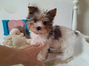 Gyönyörű szép Blueberry Yorkshire terrier kisfiú (yorki) - kép 5