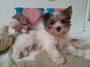 Gyönyörű szép Blueberry Yorkshire terrier kisfiú (yorki) - kép 2