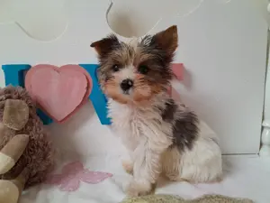 Gyönyörű szép Blueberry Yorkshire terrier kisfiú (yorki) - kép 3