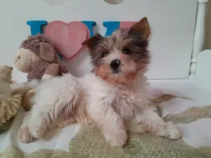 Gyönyörű szép Blueberry Yorkshire terrier kisfiú (yorki) - kép 4