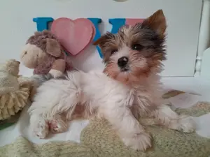 Gyönyörű szép Blueberry Yorkshire terrier kisfiú (yorki) - kép 6