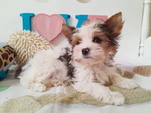 Gyönyörű szép Blueberry Yorkshire terrier kisfiú (yorki) - kép 3