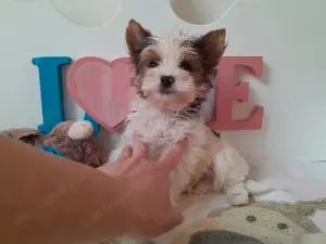 Gyönyörű szép Blueberry Yorkshire terrier kisfiú (yorki) - kép 2