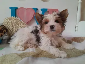 Gyönyörű szép Blueberry Yorkshire terrier kisfiú (yorki) - kép 4