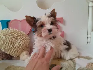 Gyönyörű szép Blueberry Yorkshire terrier kisfiú (yorki)