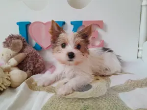 Gyönyörű szép Blueberry Yorkshire terrier kisfiú (yorki)