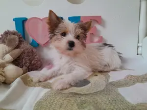 Gyönyörű szép Blueberry Yorkshire terrier kisfiú (yorki) - kép 2