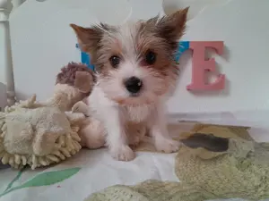 Gyönyörű szép Blueberry Yorkshire terrier kisfiú (yorki) - kép 7