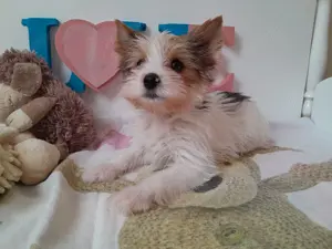 Gyönyörű szép Blueberry Yorkshire terrier kisfiú (yorki) - kép 3