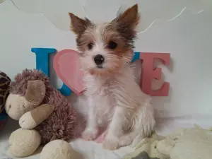 Gyönyörű szép Blueberry Yorkshire terrier kisfiú (yorki) - kép 6