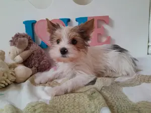 Gyönyörű szép Blueberry Yorkshire terrier kisfiú (yorki) - kép 5