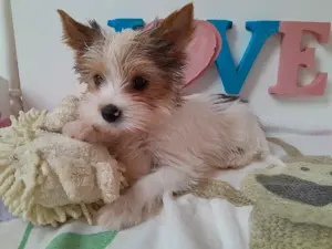 Gyönyörű szép Blueberry Yorkshire terrier kisfiú (yorki) - kép 8