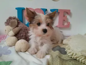 Gyönyörű szép Blueberry Yorkshire terrier kisfiú (yorki) - kép 4