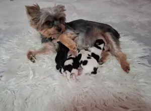Biewer Yorkshire , Yorki kisfiúk 