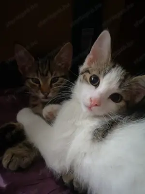 Fél Maine Coon kölykök 