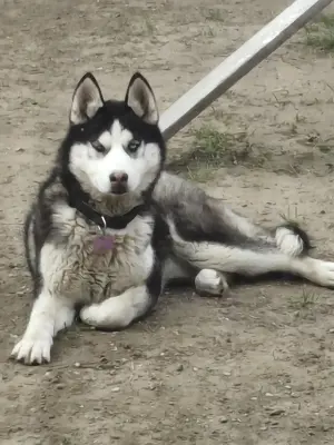 Husky kölyök kutya oltva  - kép 2