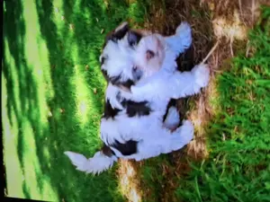 Yorkshire Terrier, yorki, biewer, biro