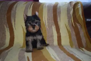 Yorkshire terrier Yorki kisfiú kutya eladó
