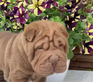 Shar-Pei fiú kölyök költözne